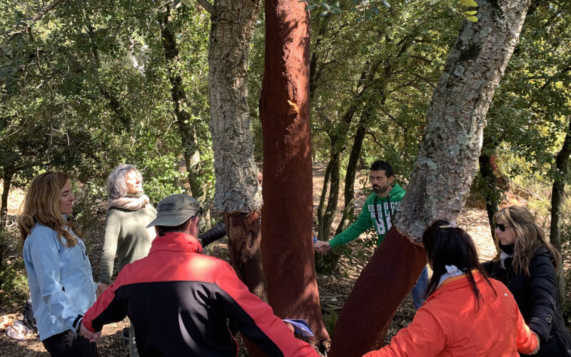 Bosc Terapèutic i Saludable Olot1