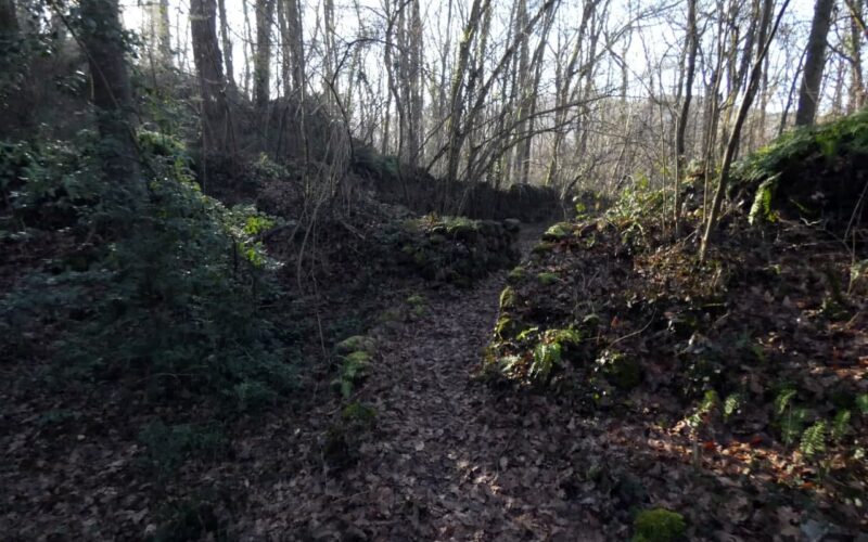 Bosc Terapèutic i Saludable Olot5